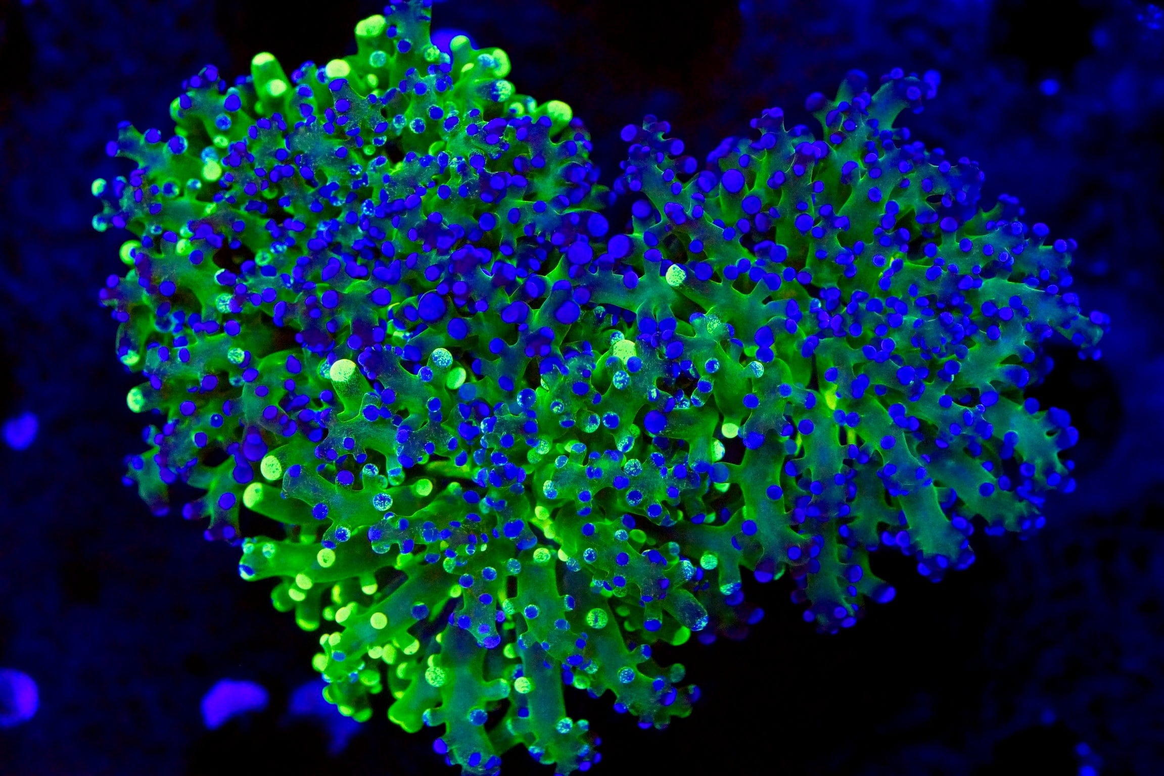 Ultra Frogspawn Triple
