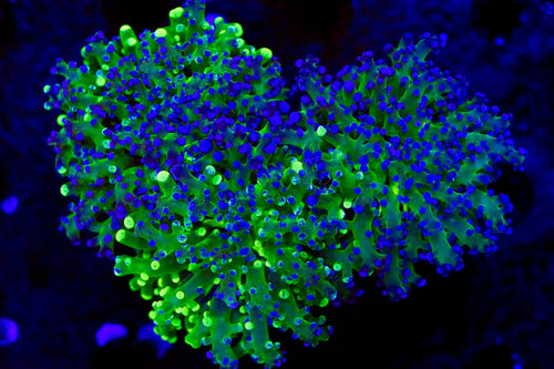 Ultra Frogspawn Triple
