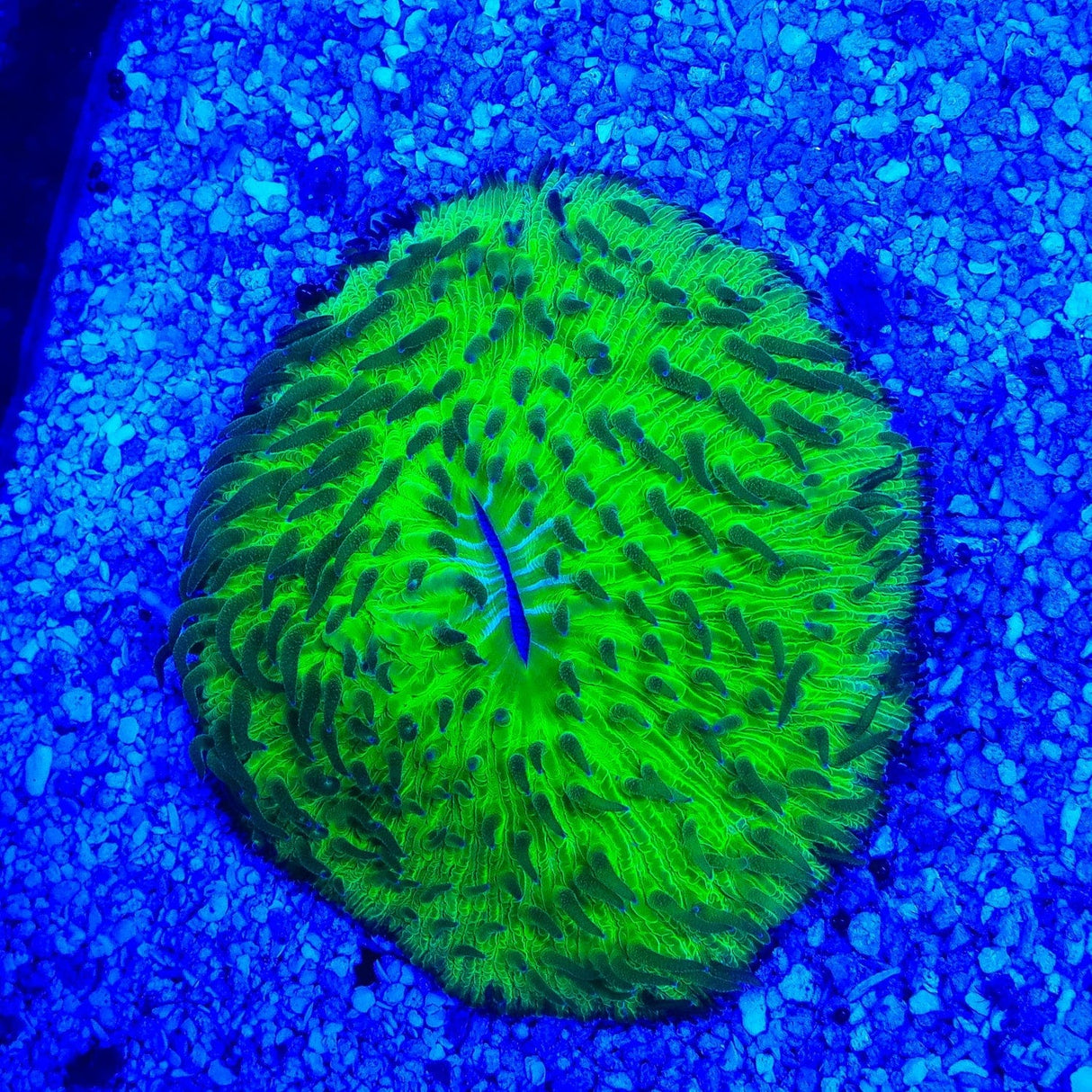 Ultra Fungia Plate Coral