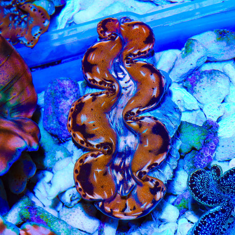 Ultra Gold Maxima Clam 1.75 - 2.5"