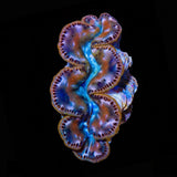 Ultra Gold Maxima Clam 1.75 - 2.5"