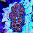 Ultra Gold Maxima Clam