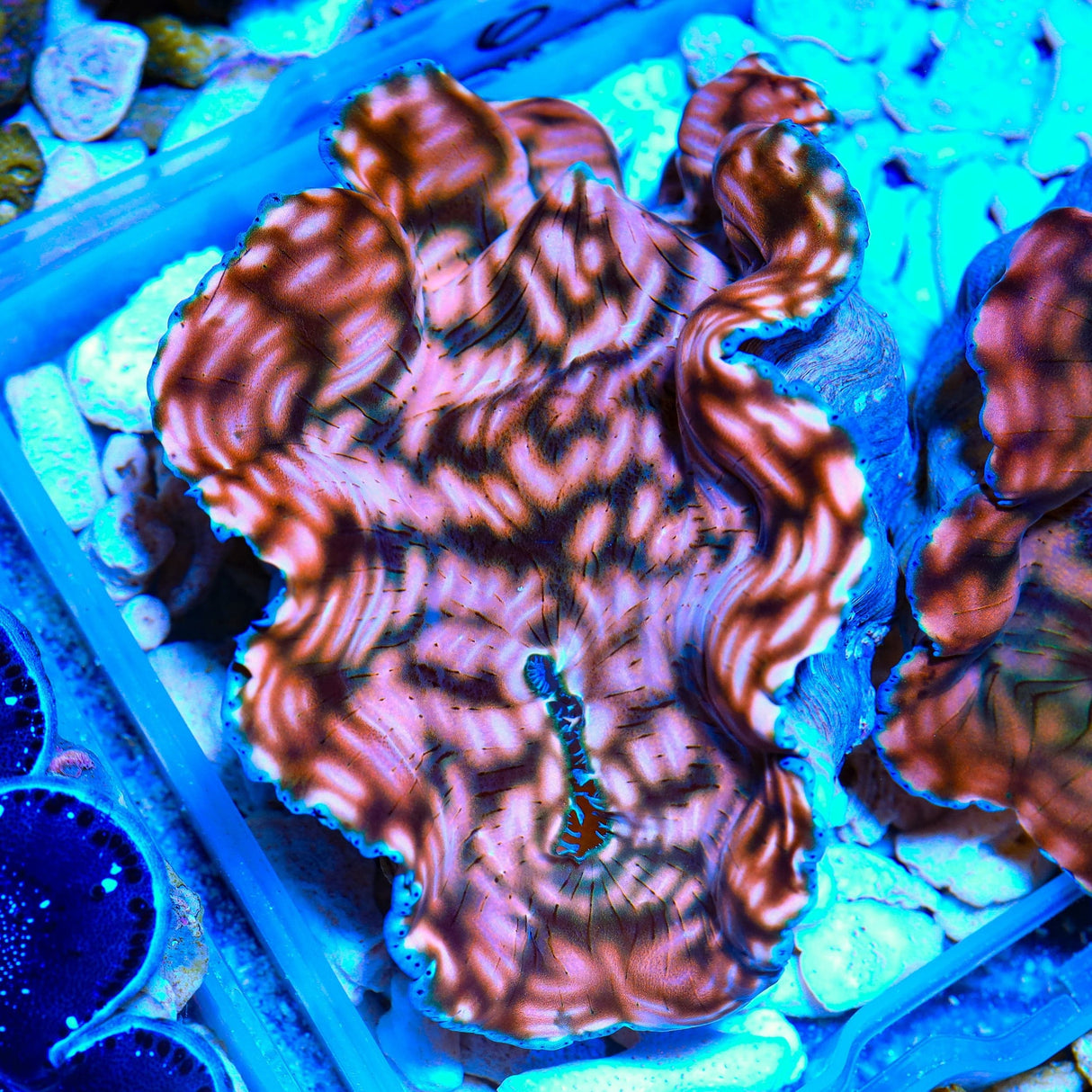 Ultra Gold Maxima Clam 3.5"