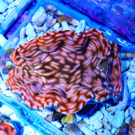 Ultra Gold Maxima Clam 3.5"