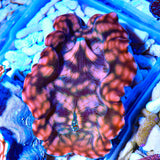 Ultra Gold Maxima Clam 3.5"