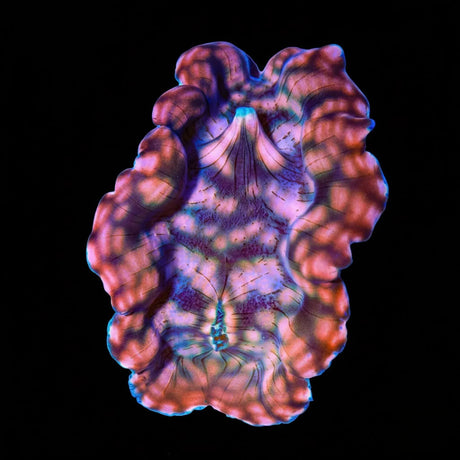 Ultra Gold Maxima Clam 3.5"