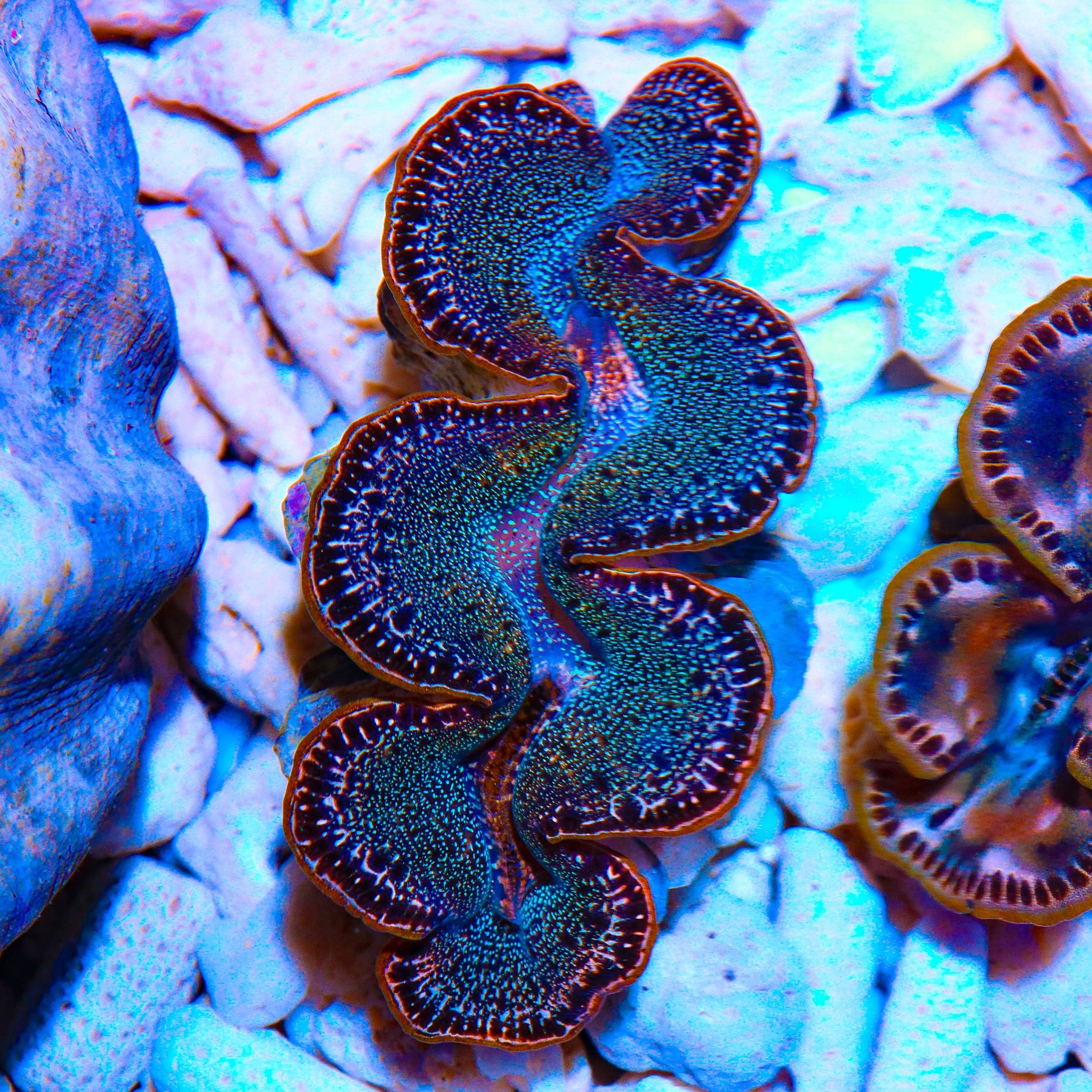 Ultra Gold Rim Maxima Clam 1.75 - 2.5"