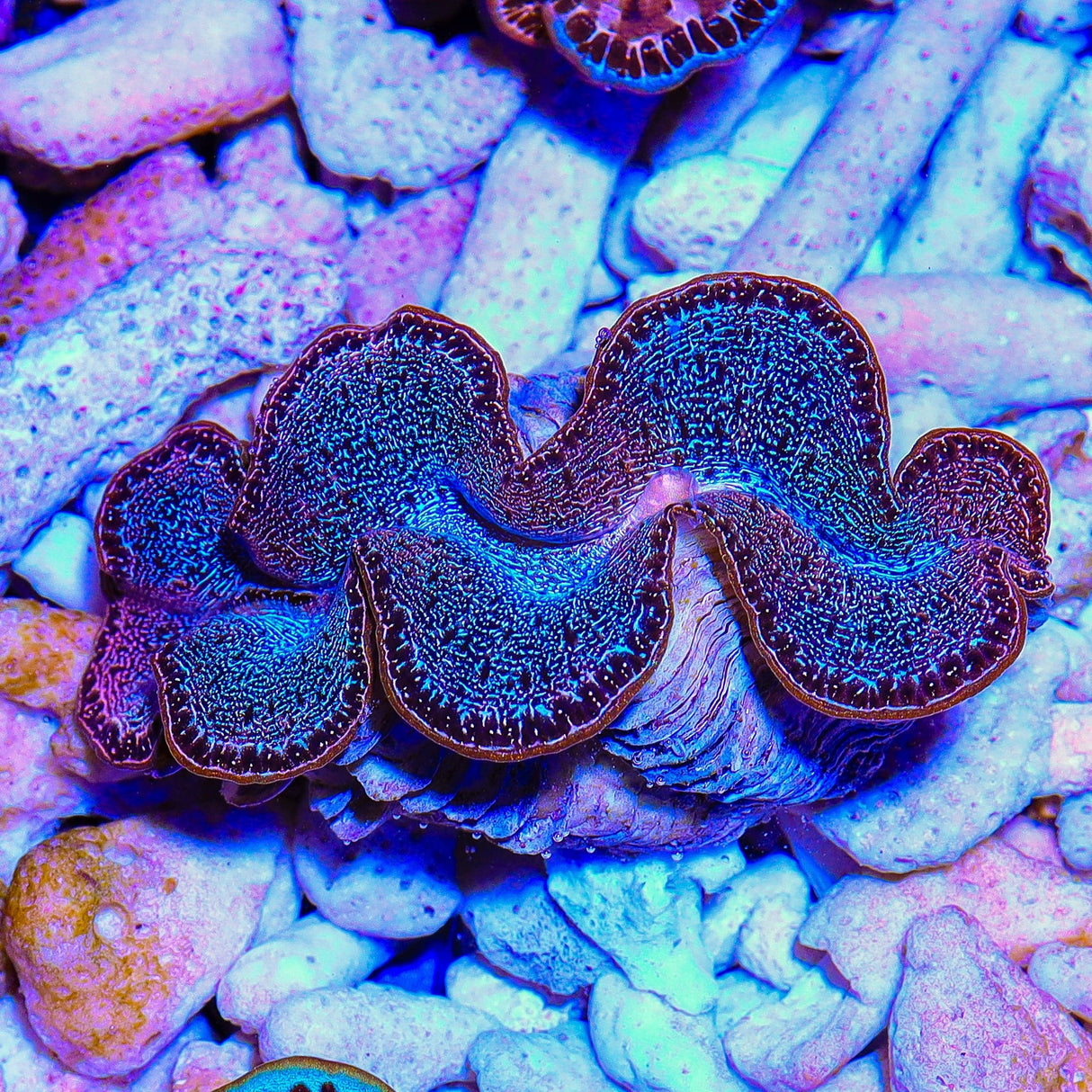 Ultra Gold Rim Maxima Clam