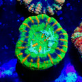 Ultra Grade Button Scoly