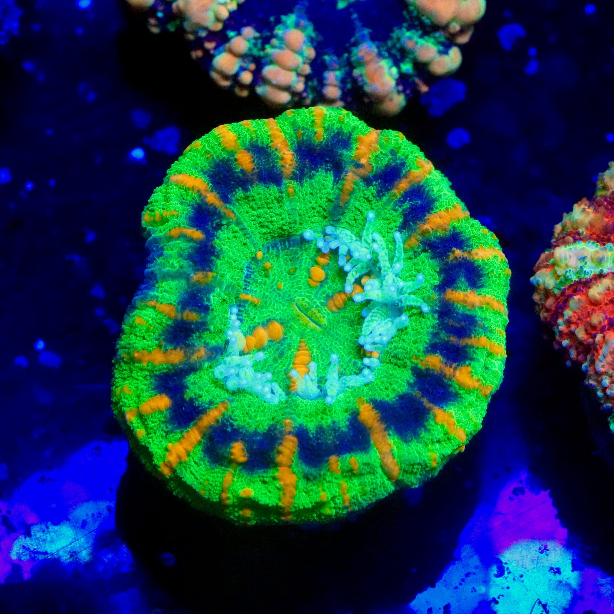 Ultra Grade Button Scoly