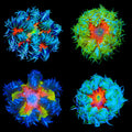 Ultra Grade Rock Flower Anemone