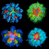 Ultra Grade Rock Flower Anemone