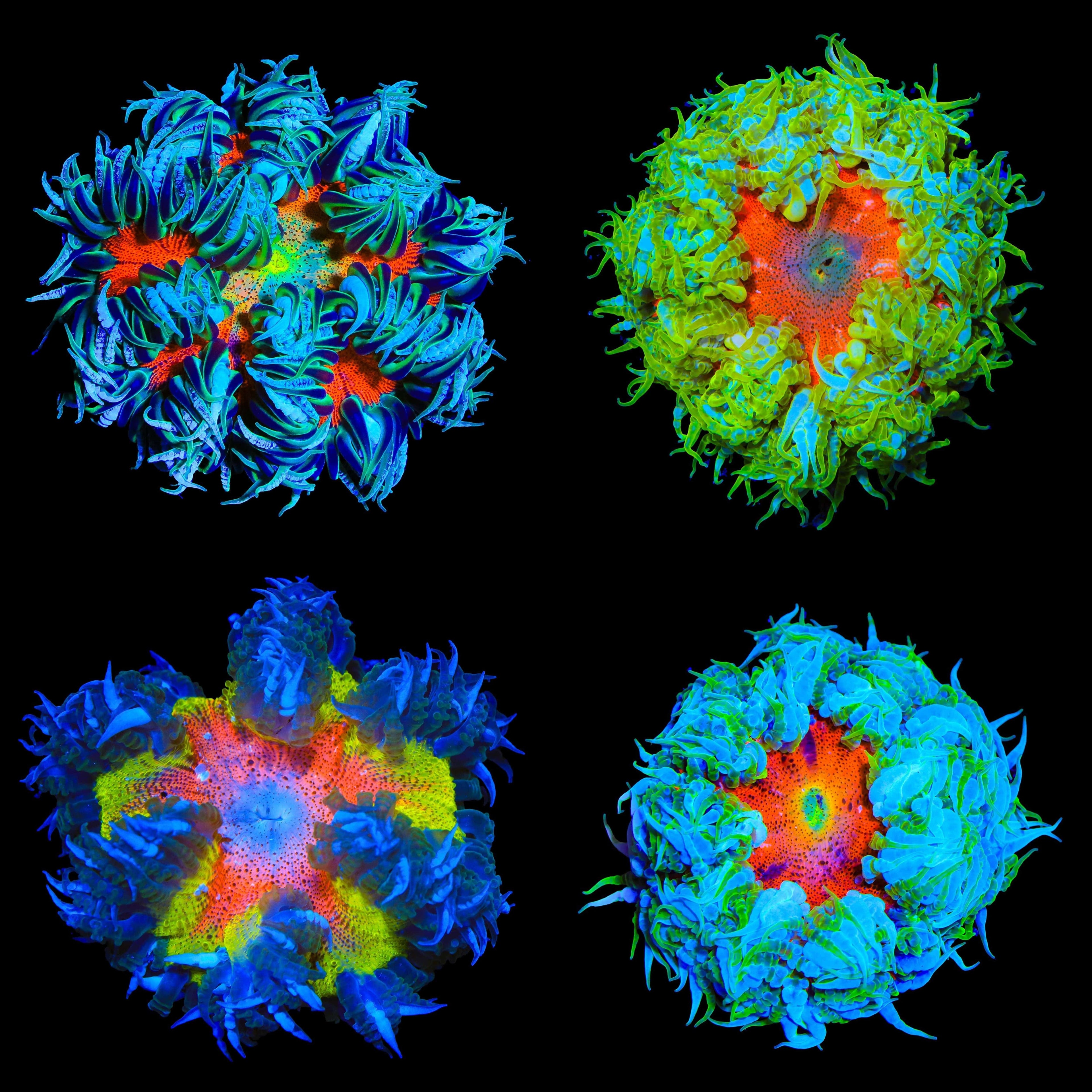 Ultra Grade Rock Flower Anemone