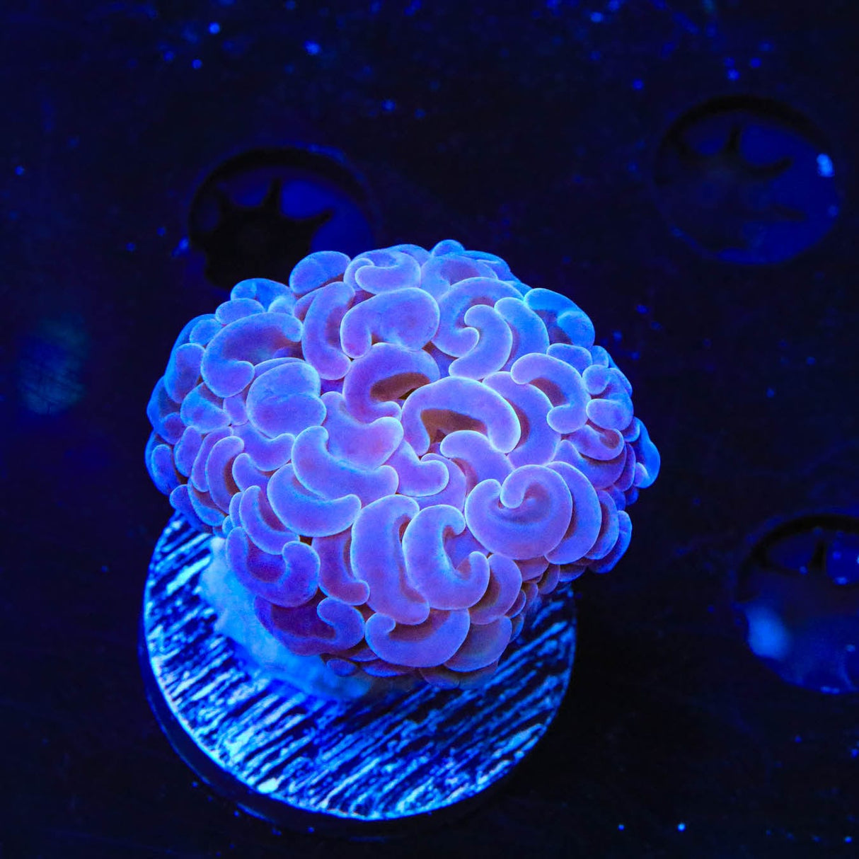 Ultra Hammer Coral
