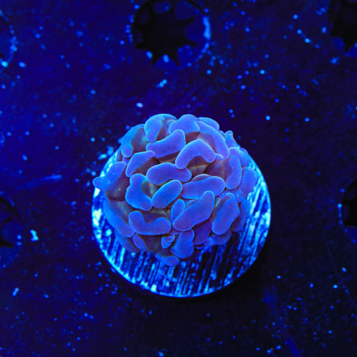 Ultra Hammer Coral