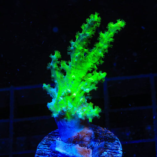 Ultra Highlighter Finger Leather Coral