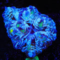 Ultra Indophyllia Coral