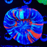 Ultra Indophyllia Coral