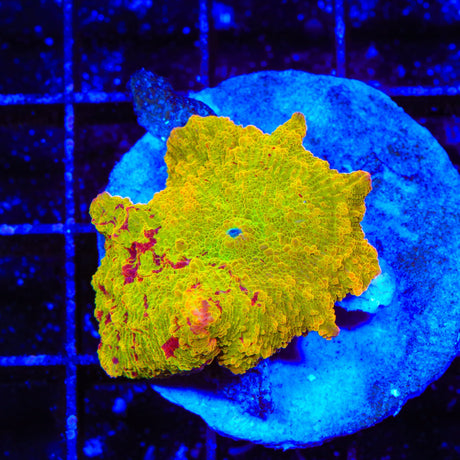 Ultra Jawbreaker Mushroom Coral