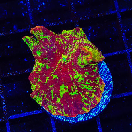 Ultra Jawbreaker Mushroom Coral