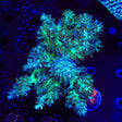 Ultra Kenya Tree Colony Coral