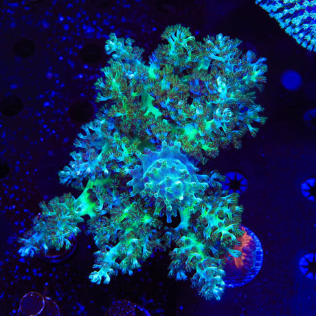 Ultra Kenya Tree Colony Coral