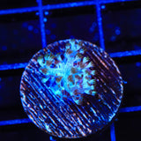 Ultra Kenya Tree Coral