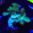 Ultra Kenya Tree XL Frag Coral