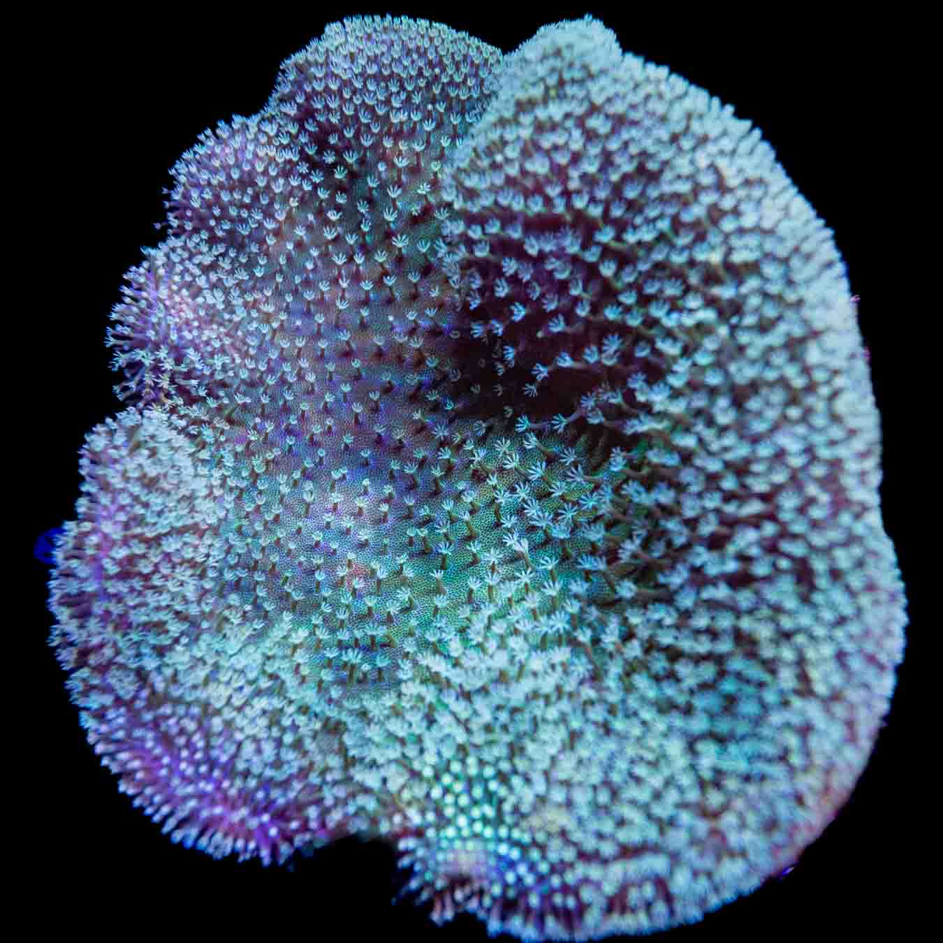 Ultra Leather Colony Coral