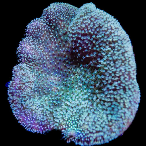 Ultra Leather Colony Coral