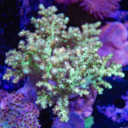 Ultra Leather Colony Coral