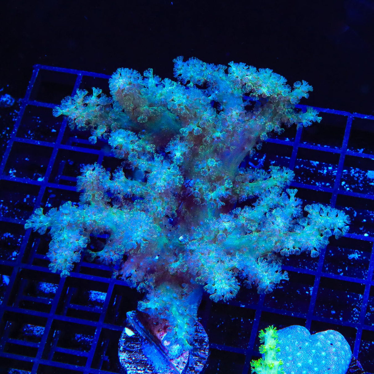Ultra Leather Coral