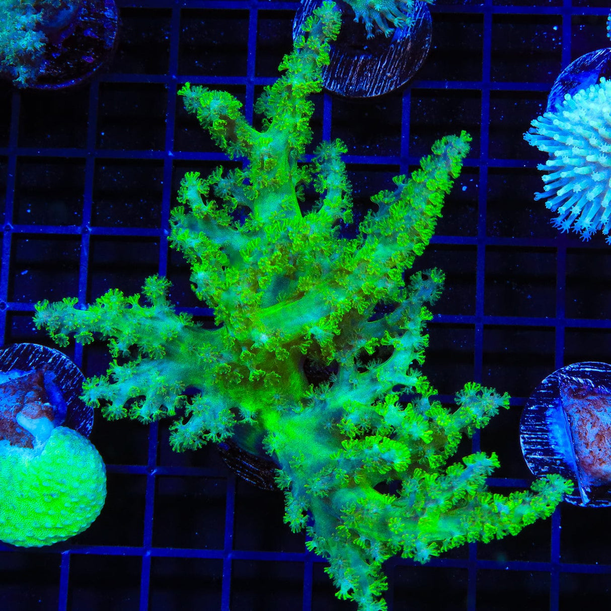 Ultra Leather Coral