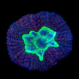 Ultra Lobophyllia Colony Coral
