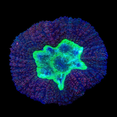 Ultra Lobophyllia Colony Coral