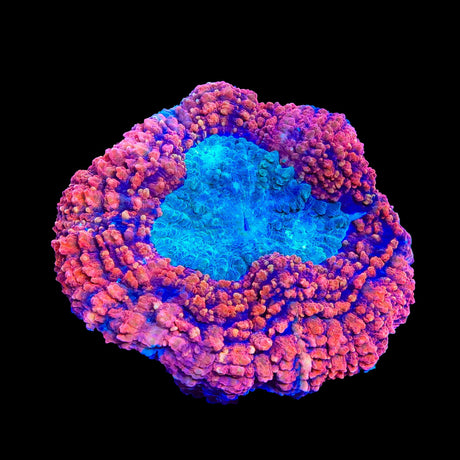 Ultra Lobophyllia Colony Coral