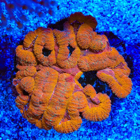 Ultra Lobophyllia Coral