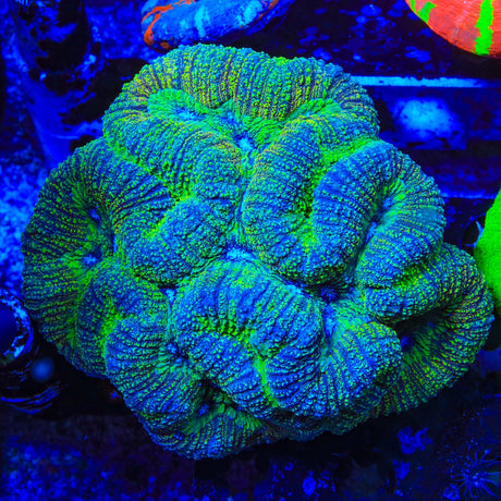 Ultra Lobophyllia Coral