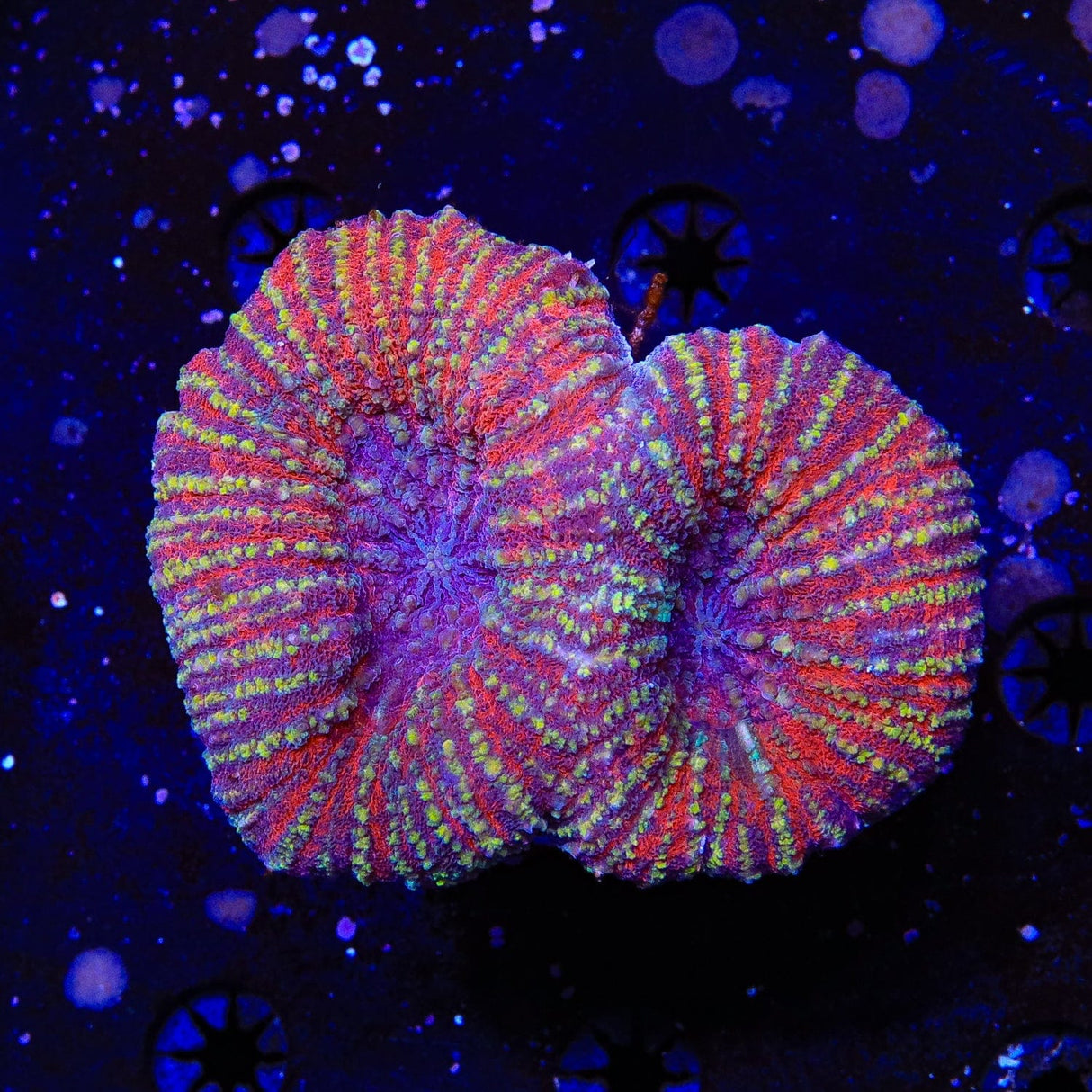 Ultra Lobophyllia Coral