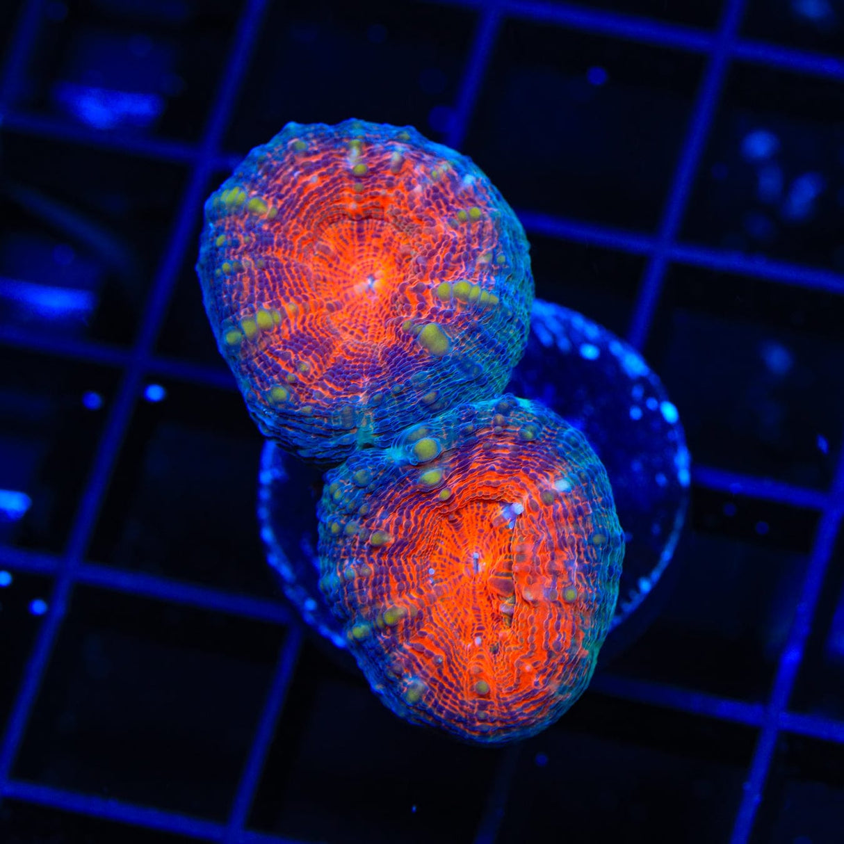 Ultra Lobophyllia Coral