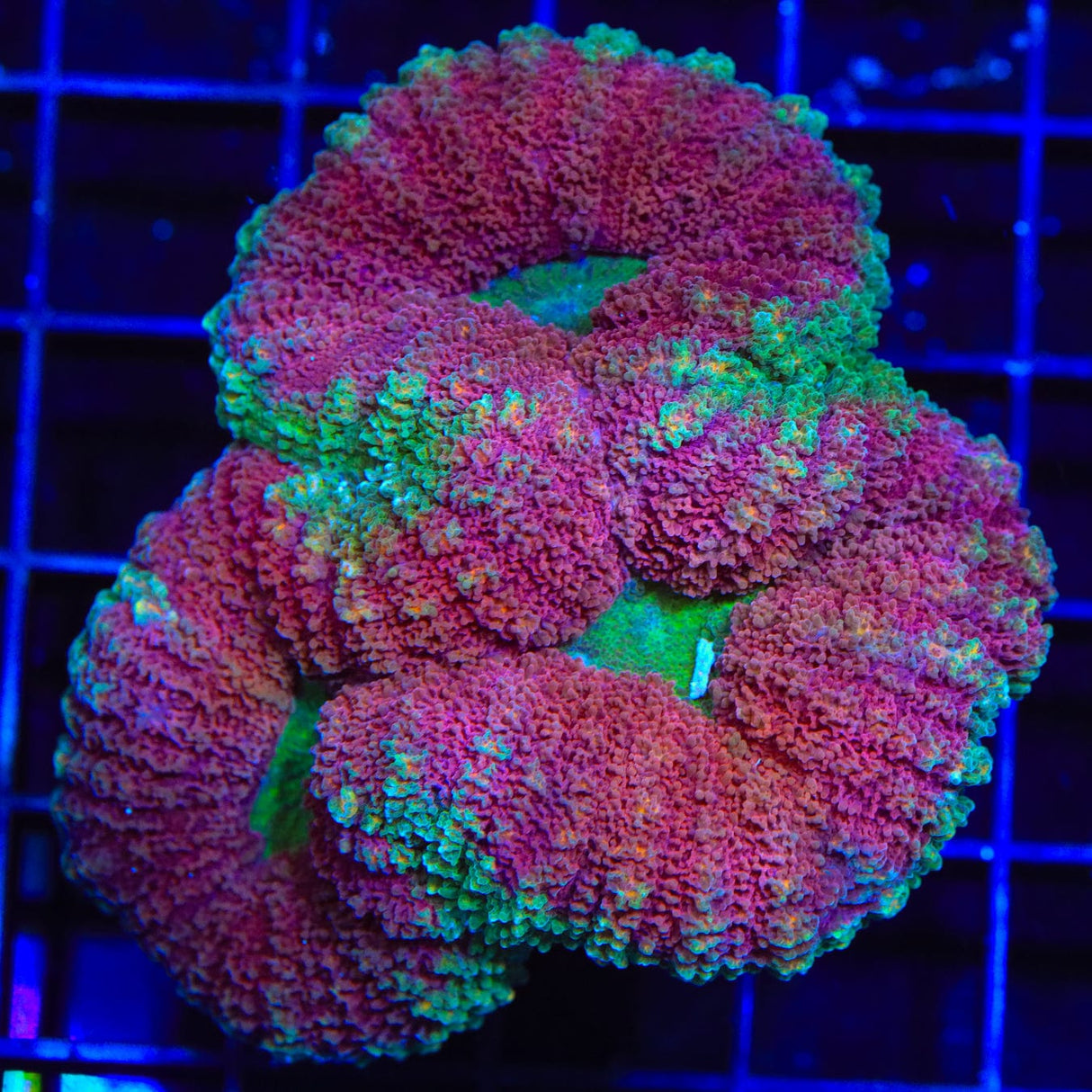 Ultra Lobophyllia Coral