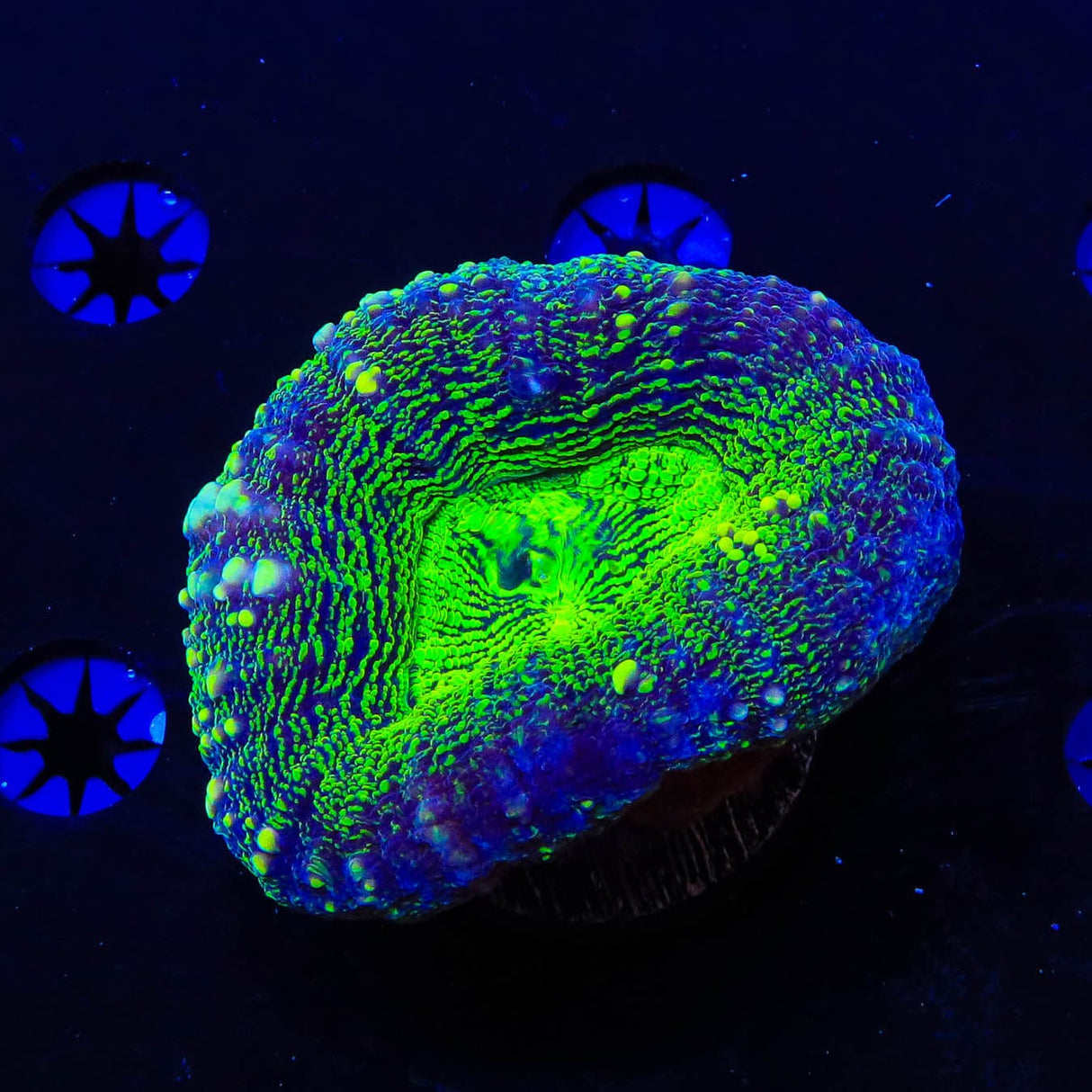 Ultra Lobophyllia Coral
