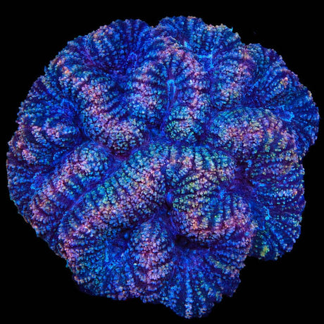 Ultra Lobophyllia Coral