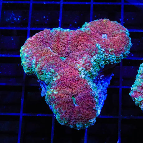 Ultra Lobophyllia Coral