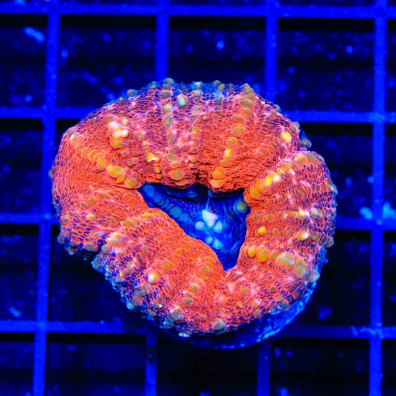 Ultra Lobophyllia Coral