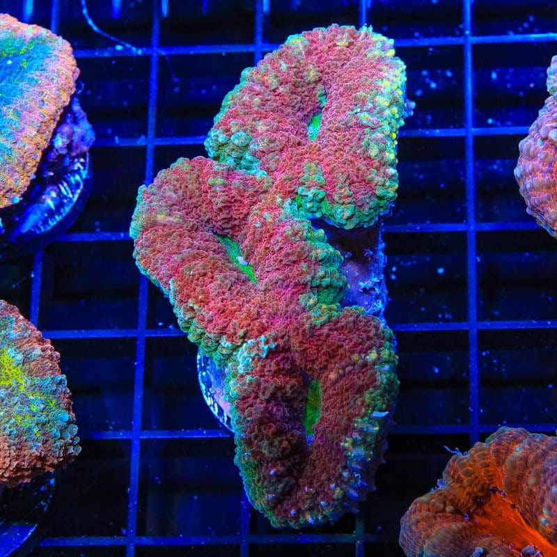 Ultra Lobophyllia Coral