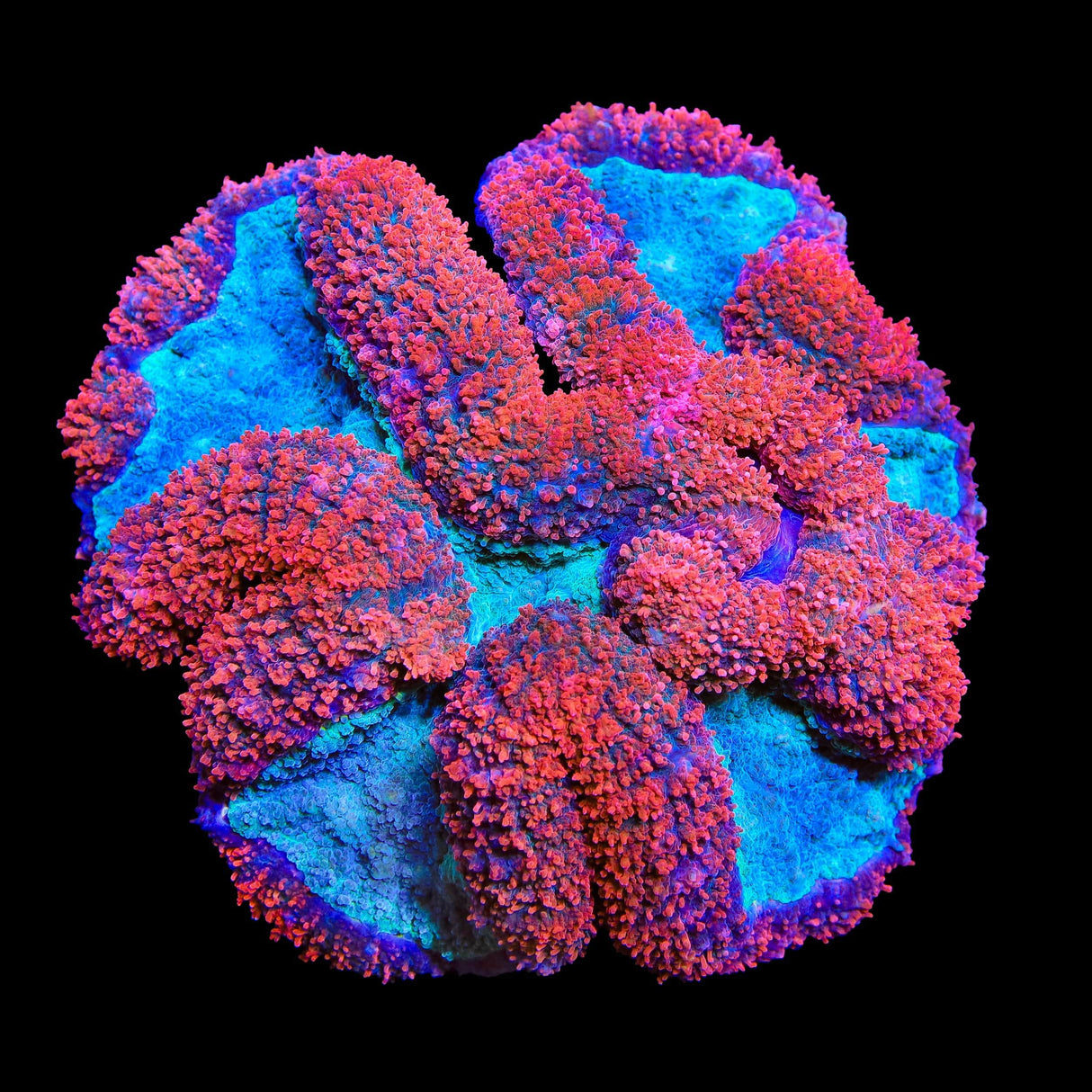 Ultra Lobophyllia Coral