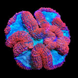 Ultra Lobophyllia Coral
