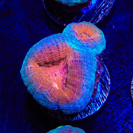 Ultra Lobophyllia Coral