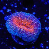 Ultra Lobophyllia Coral